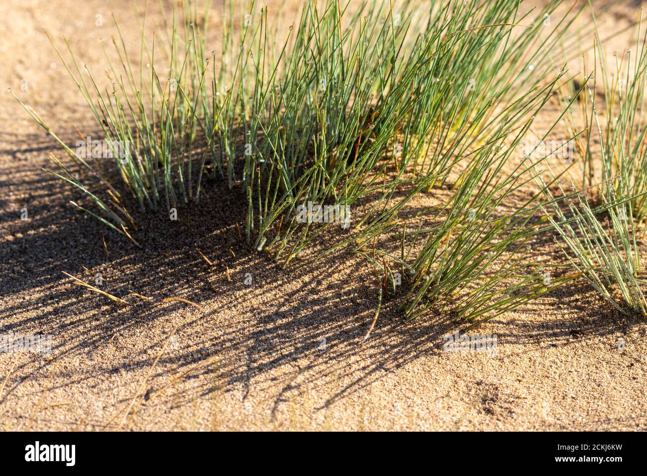 Corynephorus canescens, common name grey hair-grass or gray clubawn grass,, Special Reserve "Djurdjevac Sands" in Croatia Stock Photo