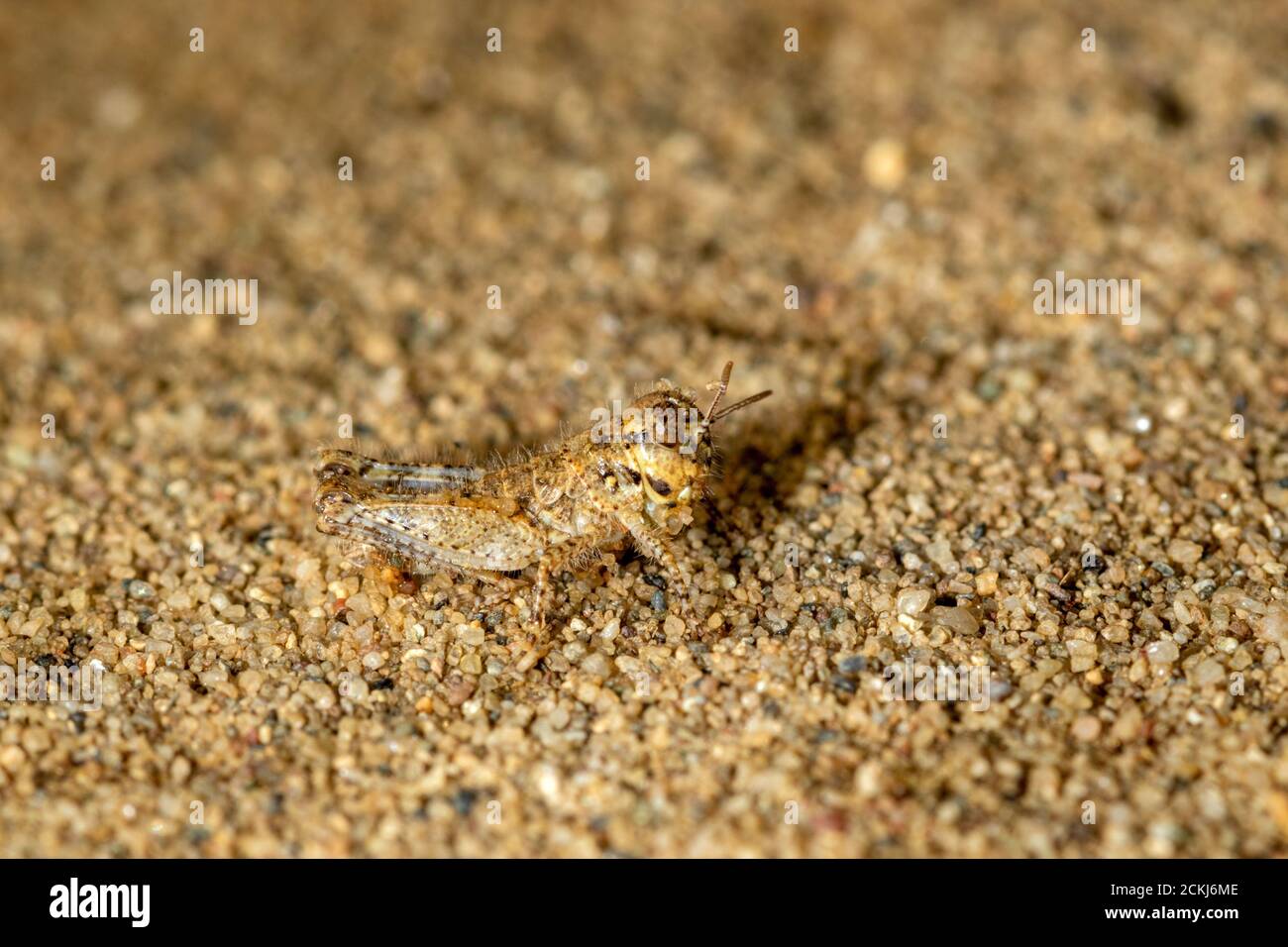 Nymph of the Acrotylus insubricus grashopper on the sand Stock Photo