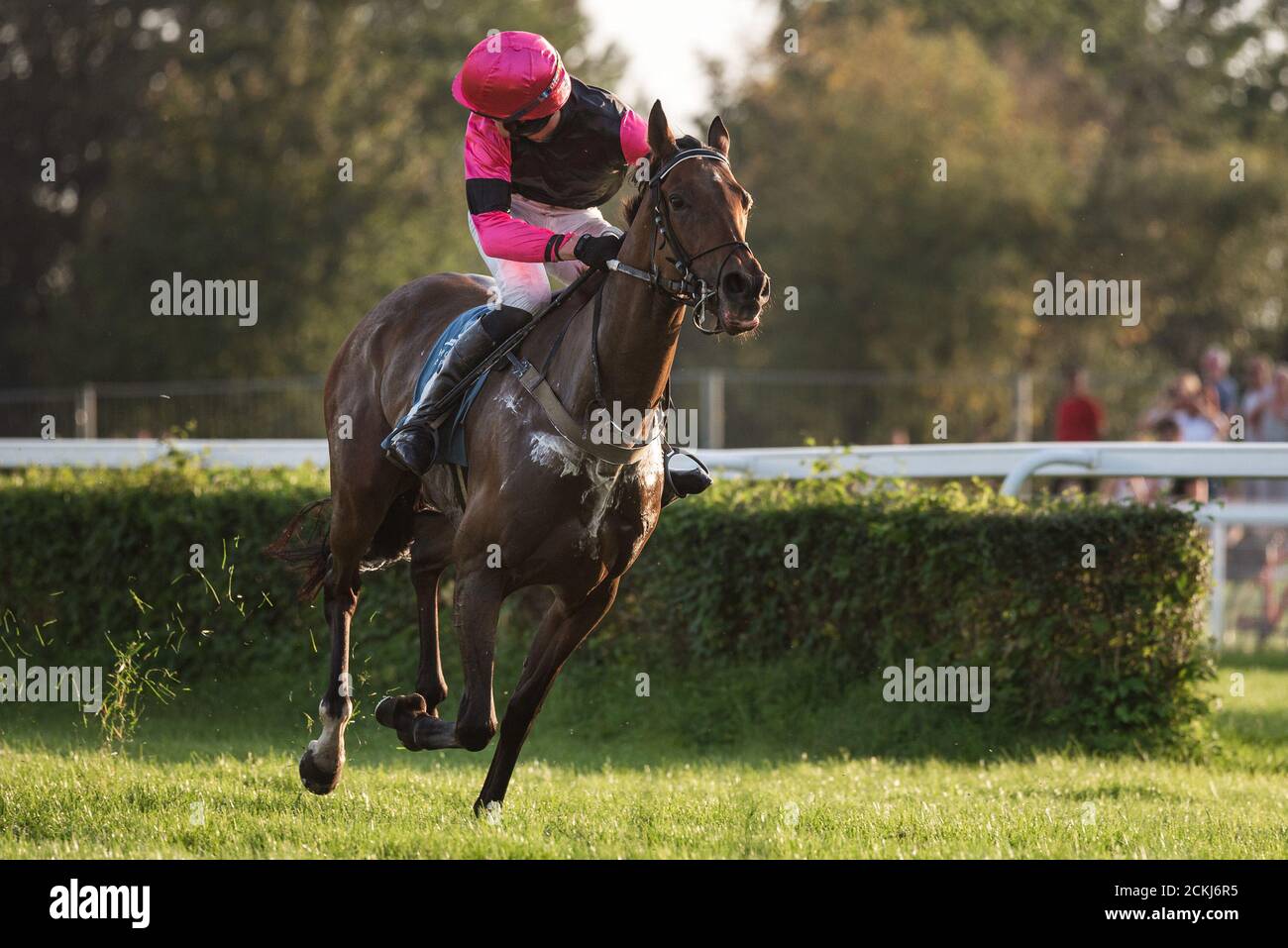 Jockey on the horse looking back during horce racing Stock Photo - Alamy