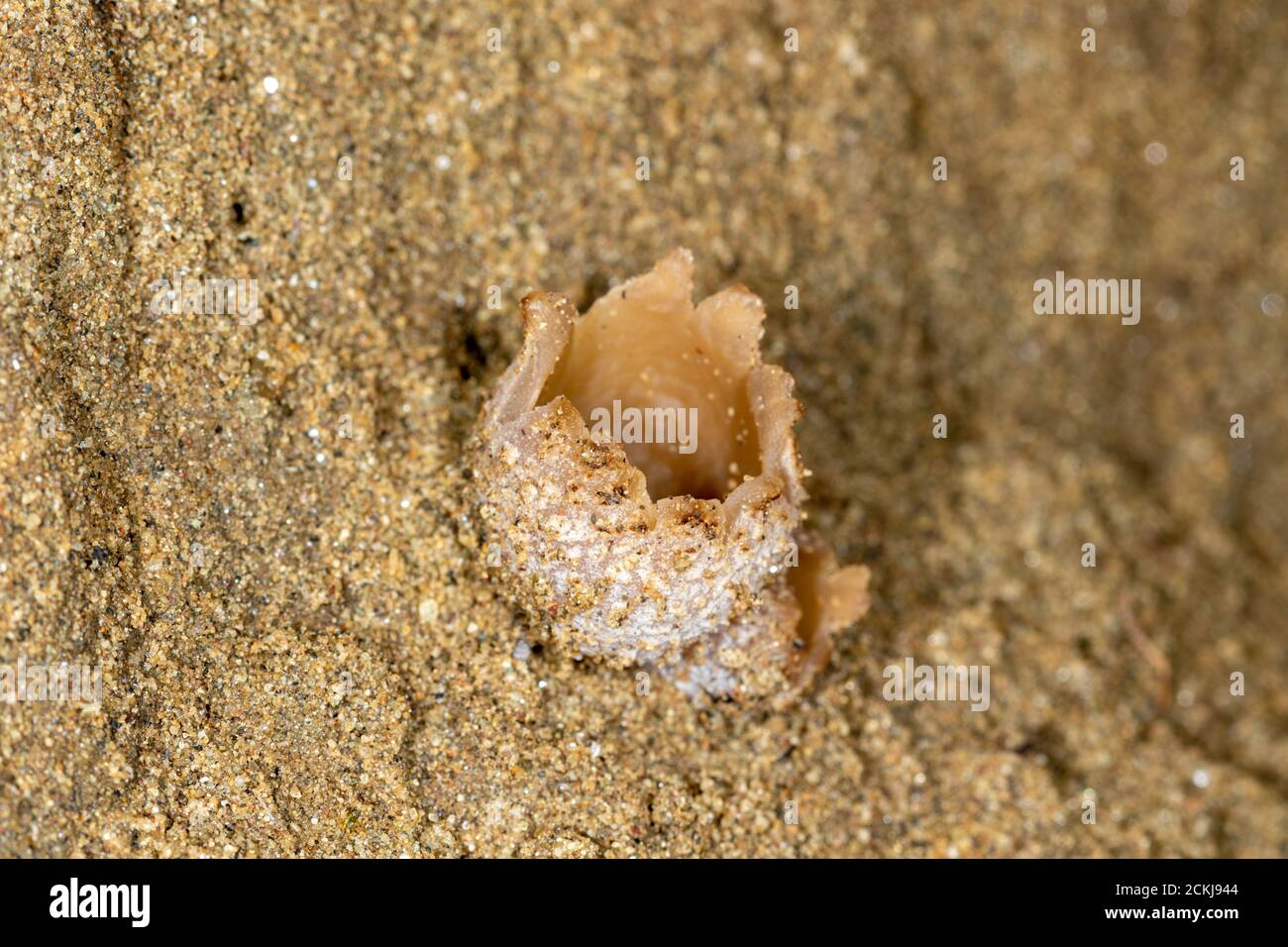 A cup fungus Peziza ammophila on a sand dune, Special Reserve 'Djurdjevac Sands' in Croatia Stock Photo