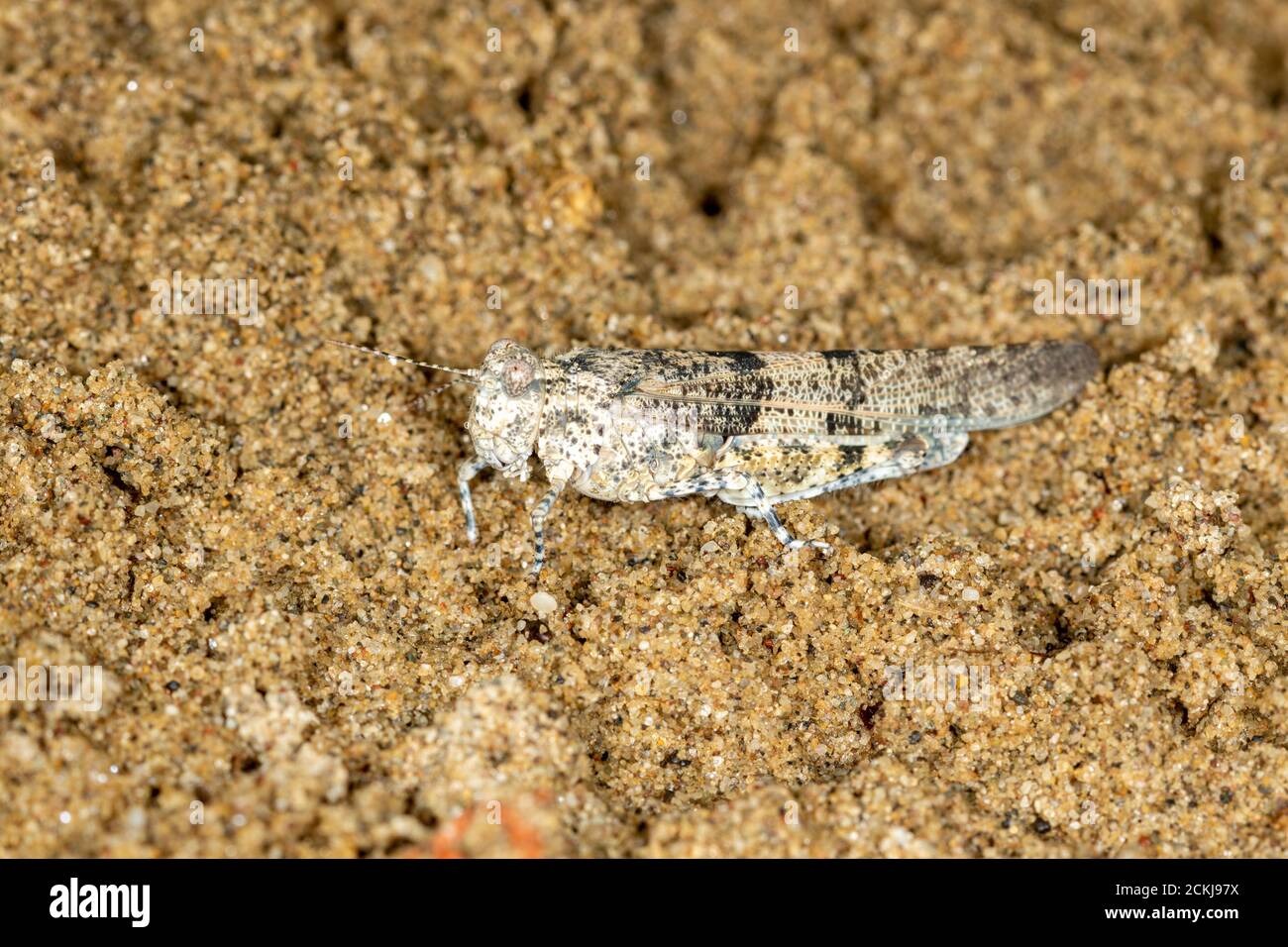 Macro portrait of the grasshoppers Sphingonotus caerulans on sand, Special Reserve 'Djurdjevac Sands' in Croatia Stock Photo