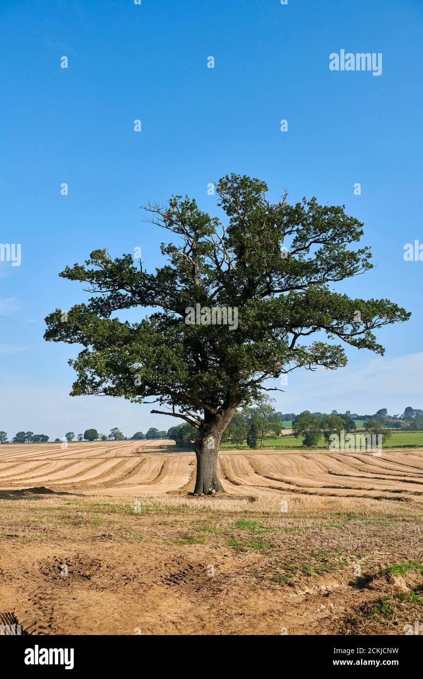 Single tree in field near Coxwold in Rydale, North Yorkshire in the National Park, Northern England, UK Stock Photo