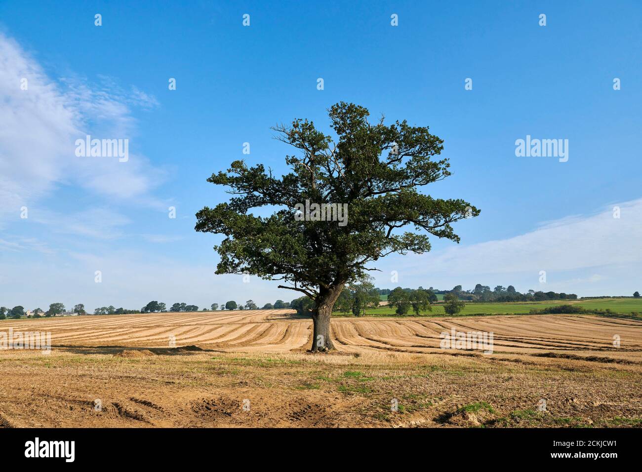 Single tree in field near Coxwold in Rydale, North Yorkshire in the National Park, Northern England, UK Stock Photo