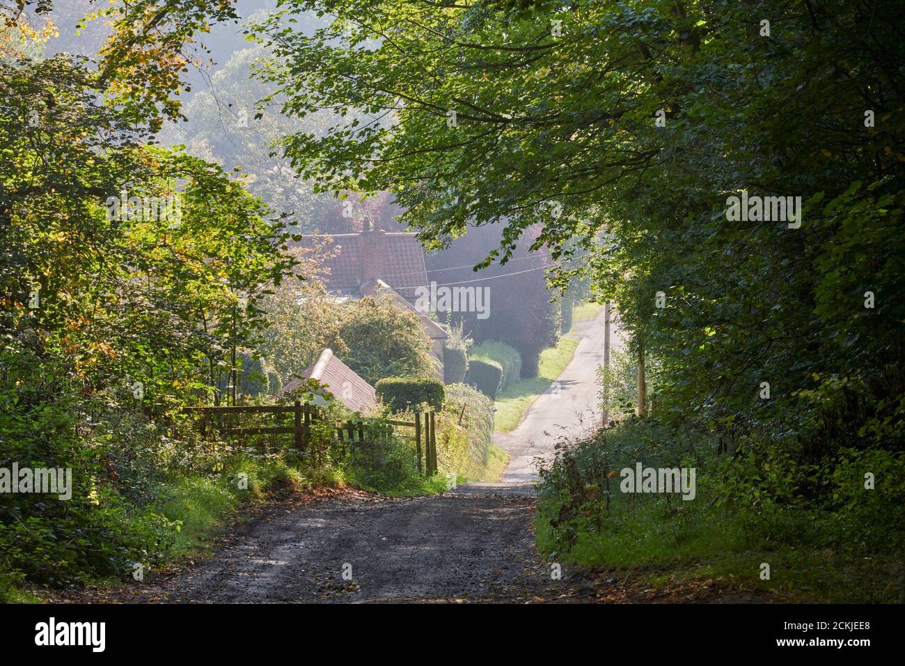 Autumn light  on a Woodland track and footpath, Wass, North Yorkshire, northern England, UK Stock Photo