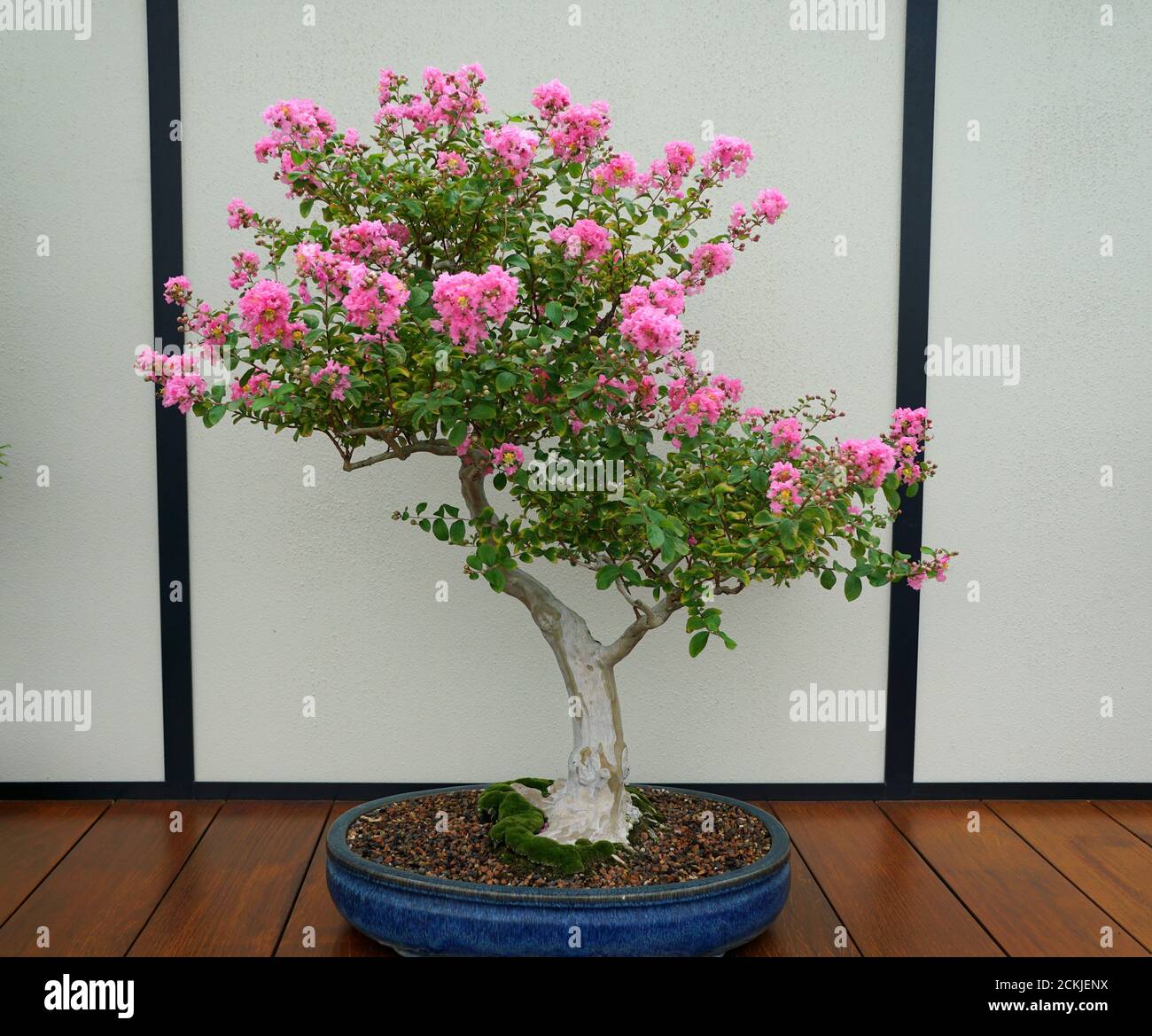 A crape-myrtle bonsai tree with light pink flowers inside a ceramic pot  Stock Photo - Alamy