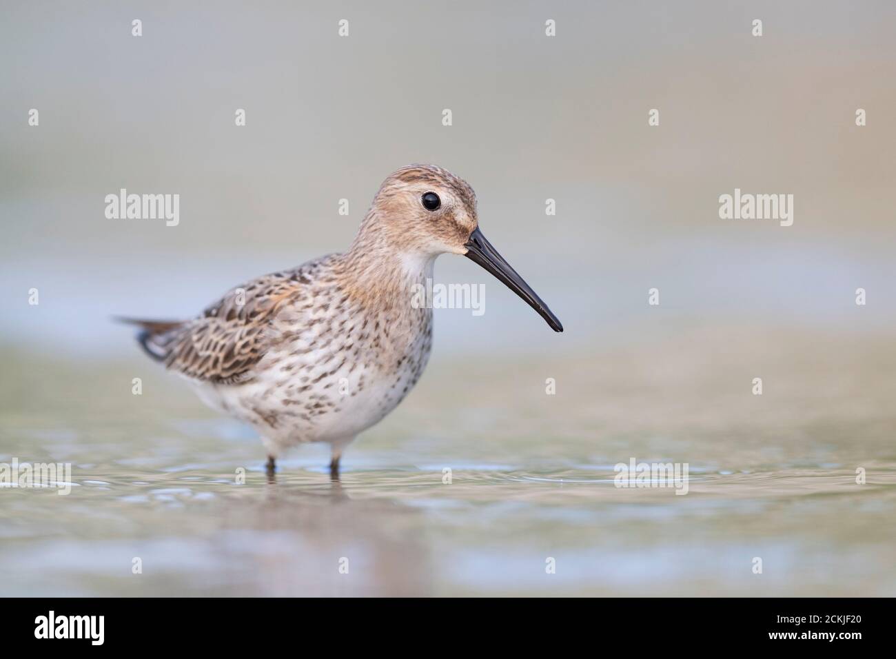 Waders or shorebirds, dunlin on the beach Stock Photo - Alamy