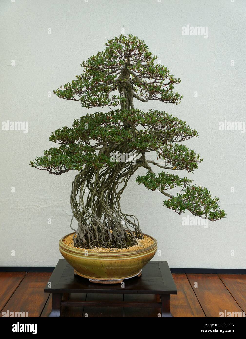 An azalea bonsai tree with green leaves inside a ceramic pot Stock Photo