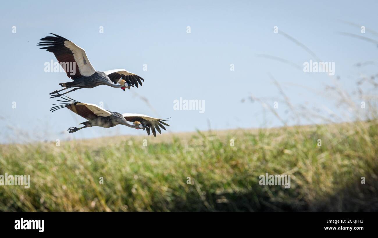 gray crowned-crane in flight Stock Photo