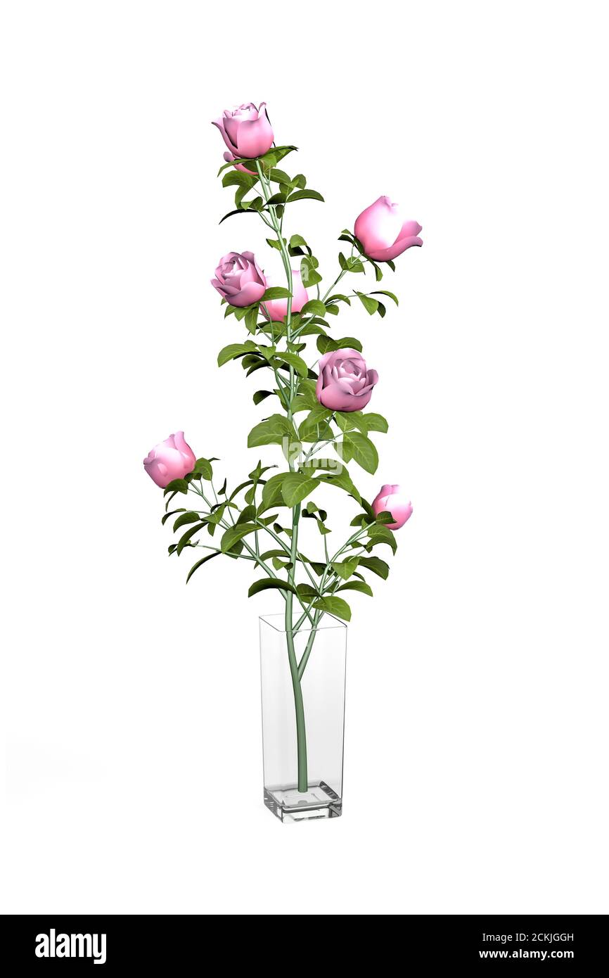 Bouquet of pink roses in a glass square vase isolated on a white