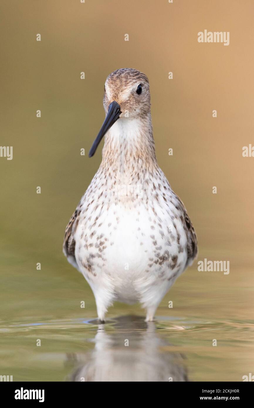 Waders or shorebirds, dunlin on the beach Stock Photo - Alamy