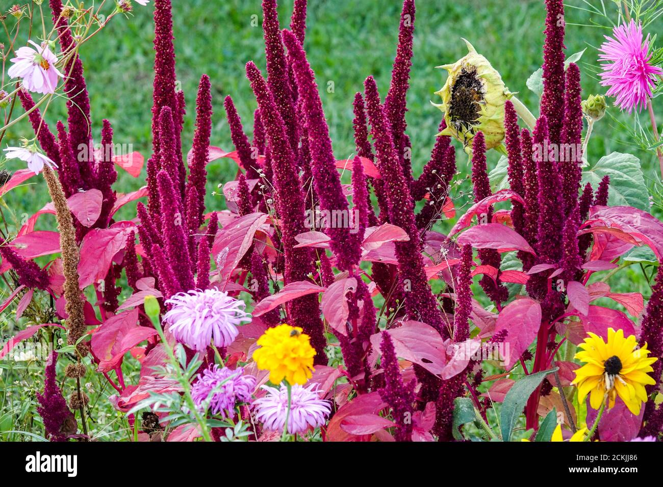Red Amaranth Flowers Colorful Annual Bed Garden Flowers September Colourful Flowerbed Annuals Plants Herbaceous Red Amaranthus cruentus Late Summer Stock Photo