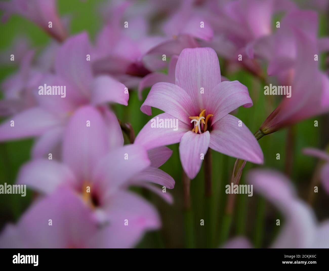 Blooming Pink Rain Lilies with a soft focus effect Stock Photo