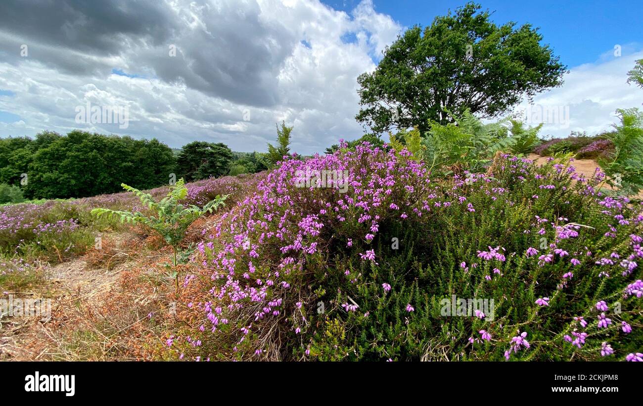 The colourful heathland near Puttenham, Surrey, England in the Summer sunshine. Heath covered with beautiful purple wild heather, Calluna vulgaris, an Stock Photo
