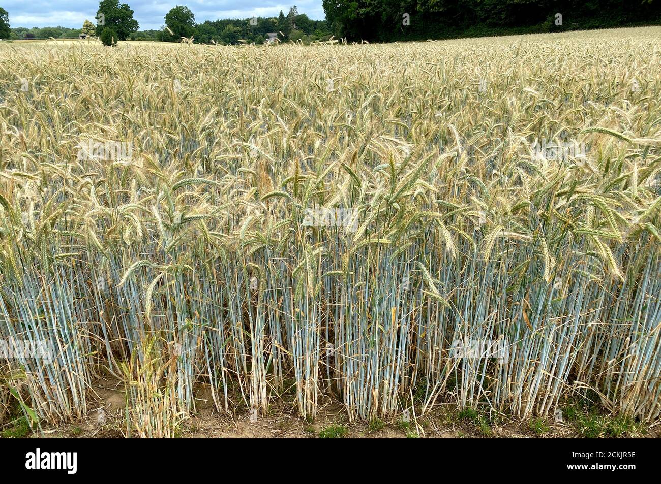 A wheat field on farmland near Hambledon, Surrey, England. The Summer food crop is a week away from harvesting in the Summer sunshine. The grain is gr Stock Photo