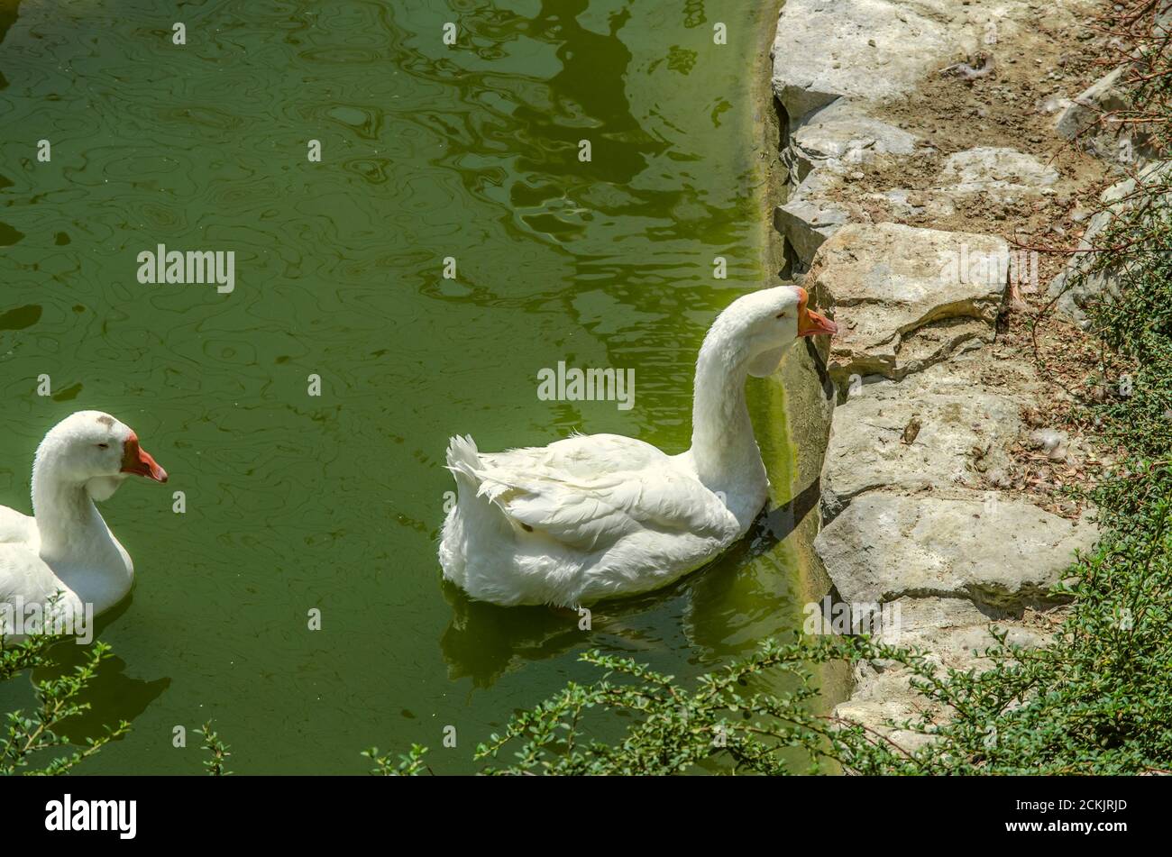 A pair of white geese swim in a pond near the shore lined with rough stones. Stock Photo