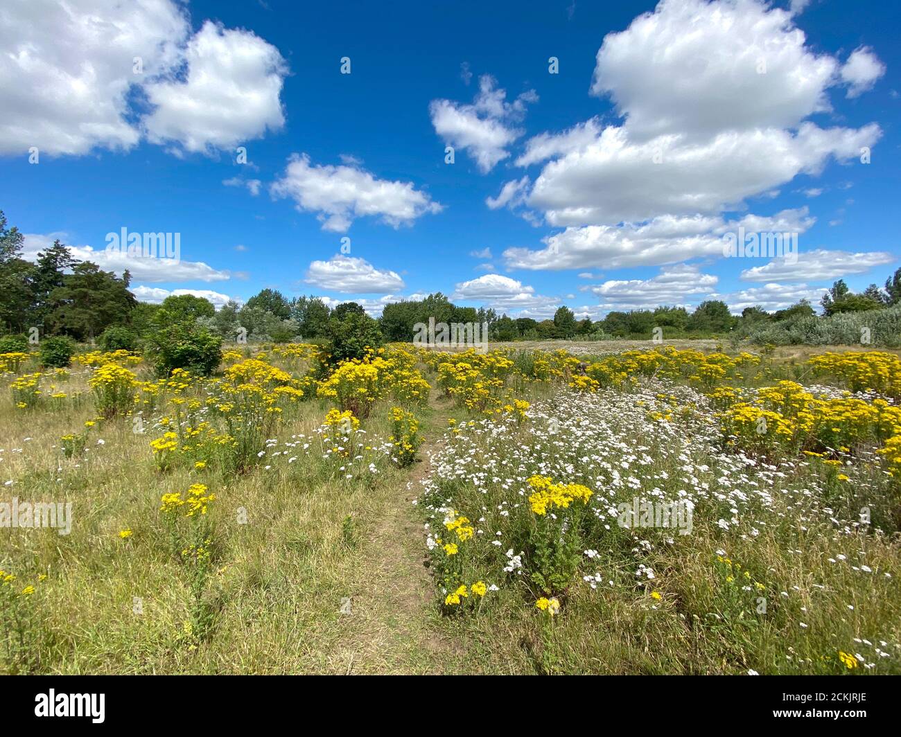 The colourful heathland near Farncombe, Surrey, England in the Summer sunshine. Heath covered with beautiful wild heather and flowers. Stock Photo