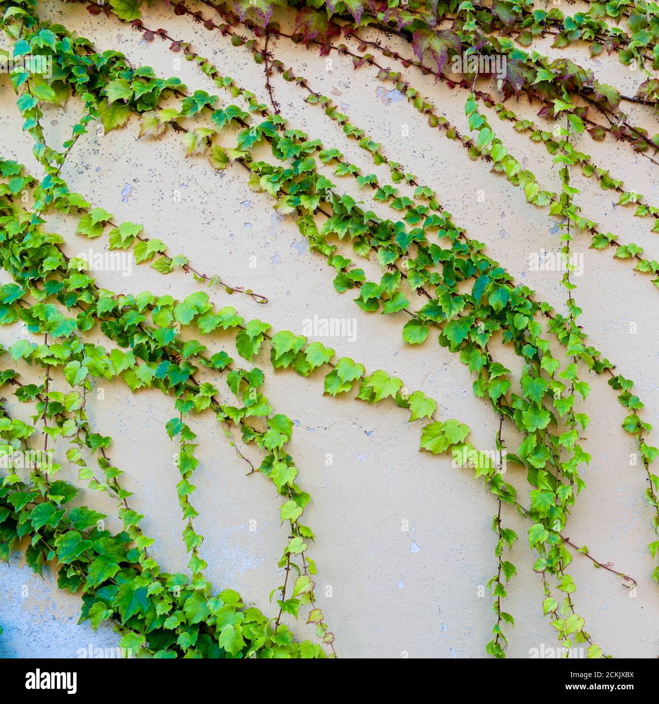 Peeling wall crisscrossed by branches of lush green leafy ivy Stock Photo -  Alamy