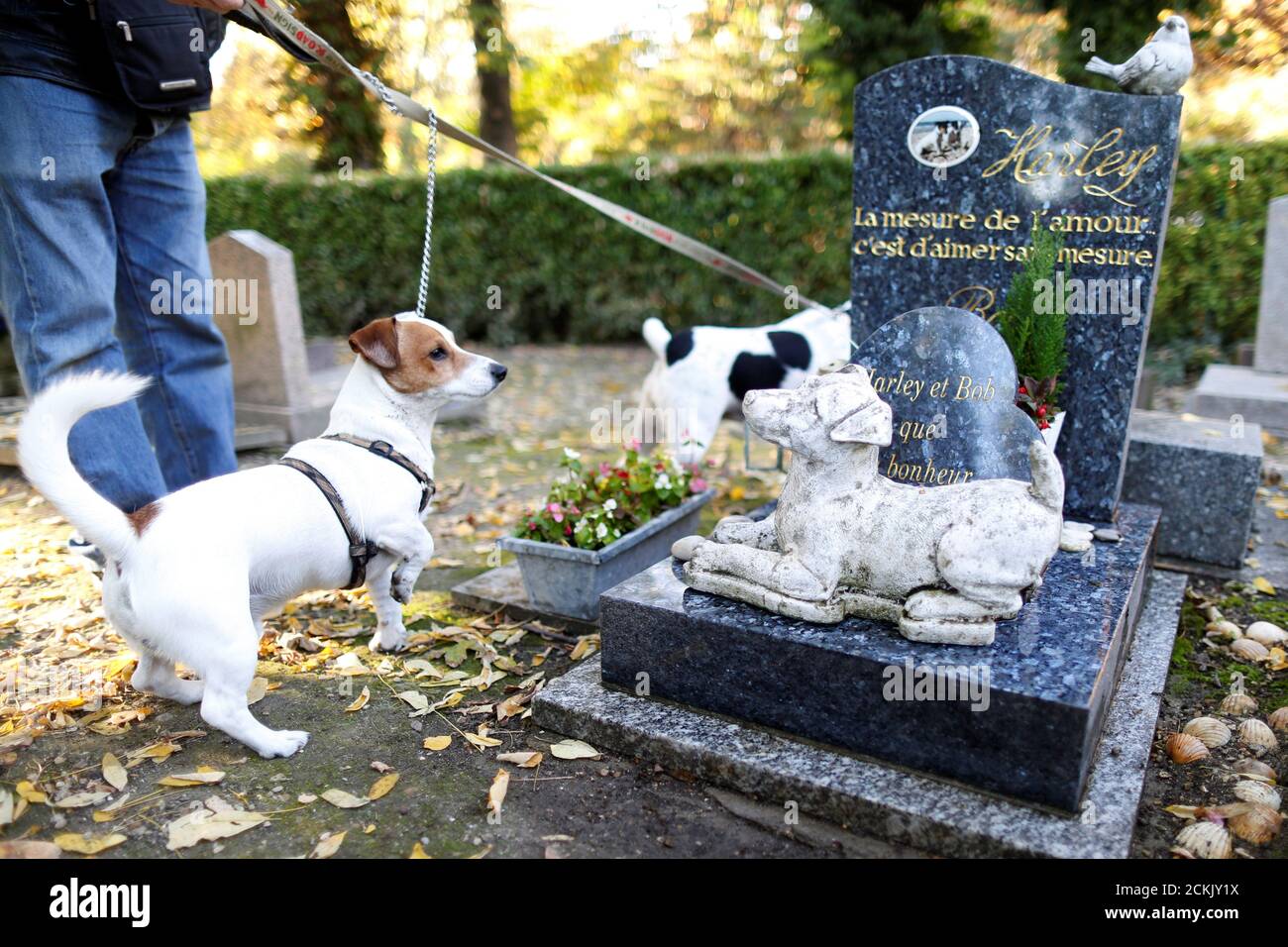 Dogs Of A Visitor Pass By The Grave Of Harley At The Cimetiere Des Chiens Cemetery Of Dogs Ahead Of The Commemoration Of All Saints Day At The Montmartre Cemetery In Asnieres