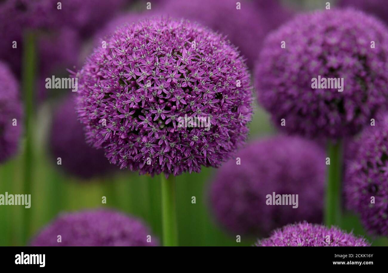 Alliums are seen on display at the RHS Chelsea Flower Show at the Royal Hospital Chelsea, London, Britain, May 20, 2019. REUTERS/Toby Melville Stock Photo