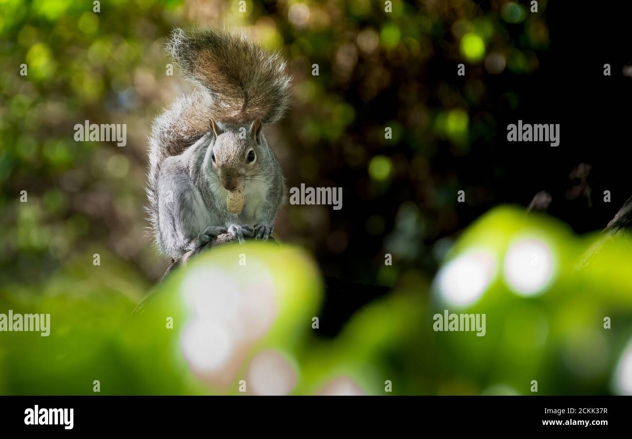 Eastern gray squirrel (Sciurus carolinensis) Stock Photo