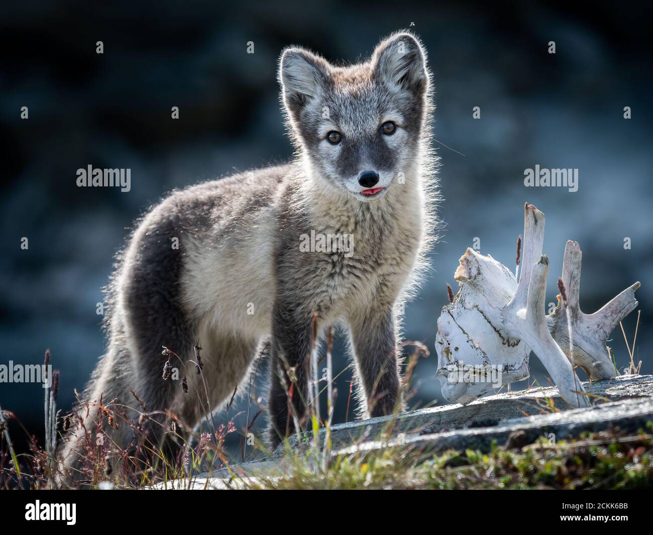 ロイコペ Arctic Fox Cubs 北極狐 ロイコペ Arctic Fox Cubs 北極狐