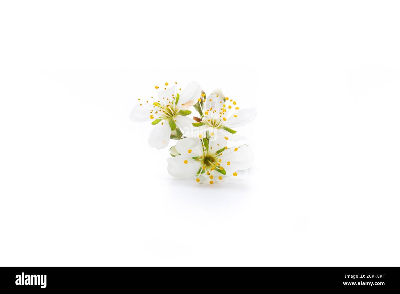 branch with plum flowers isolated on a white background Stock Photo