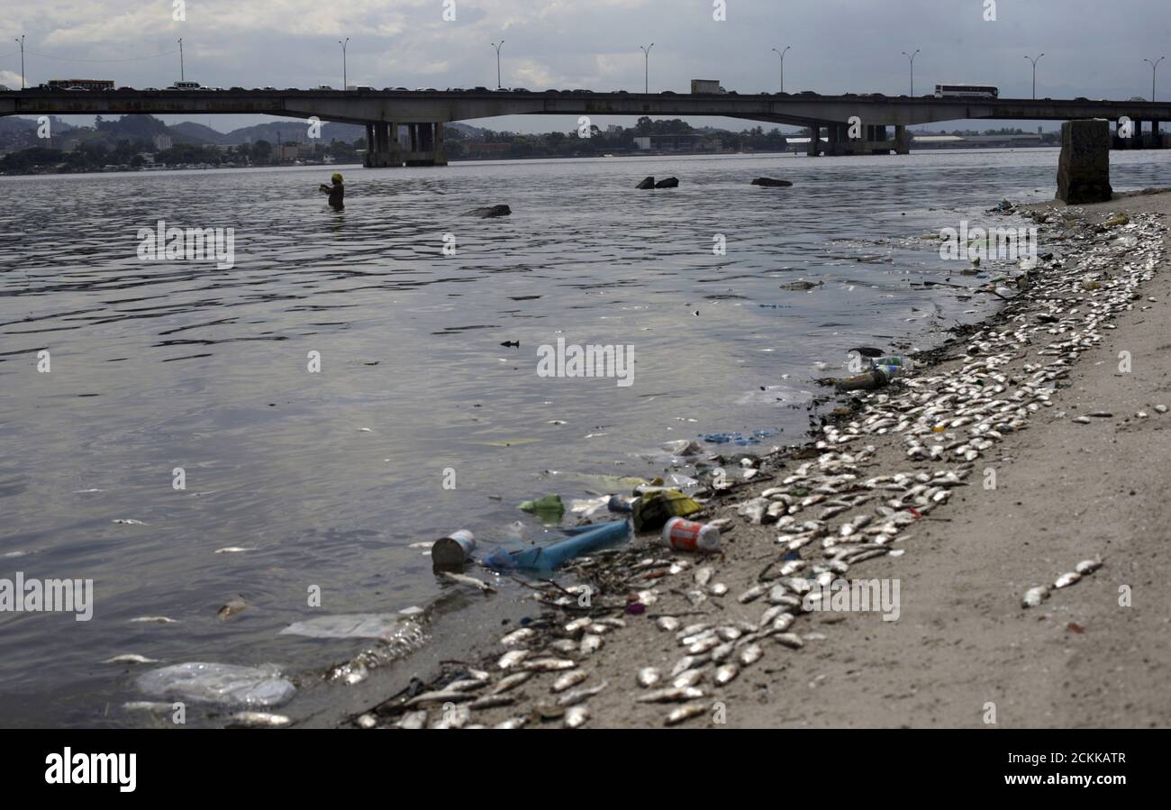 Dead fish due to water pollution hi-res stock photography and images ...