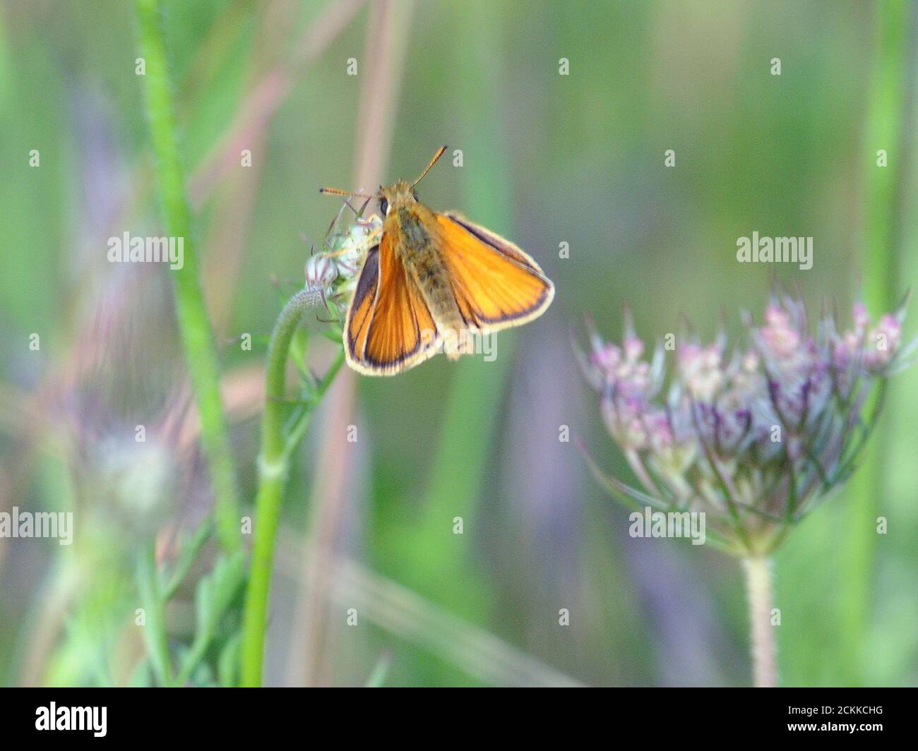 SMALL SKIPPER BUTTERFLY Stock Photo