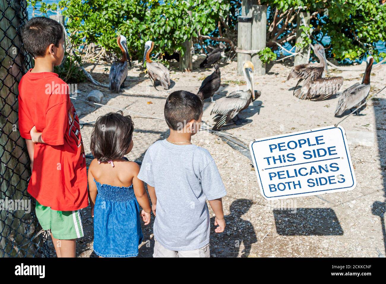 Florida North Bay Village bird rescue organization,Hispanic family families child children brother sister sibling siblings,injured pelicans birds Peli Stock Photo