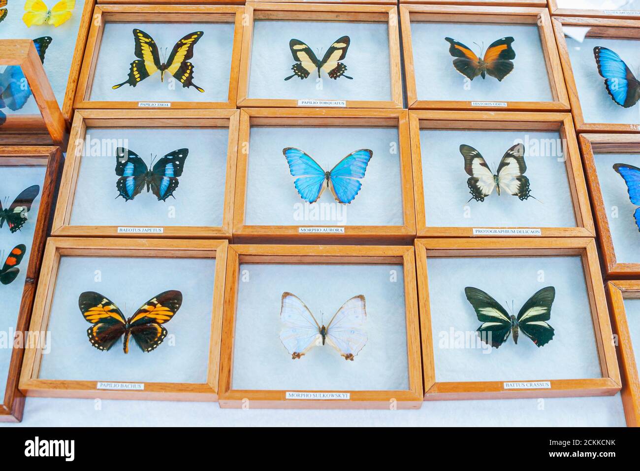 Florida miami beach butterflies south america american for sale hires