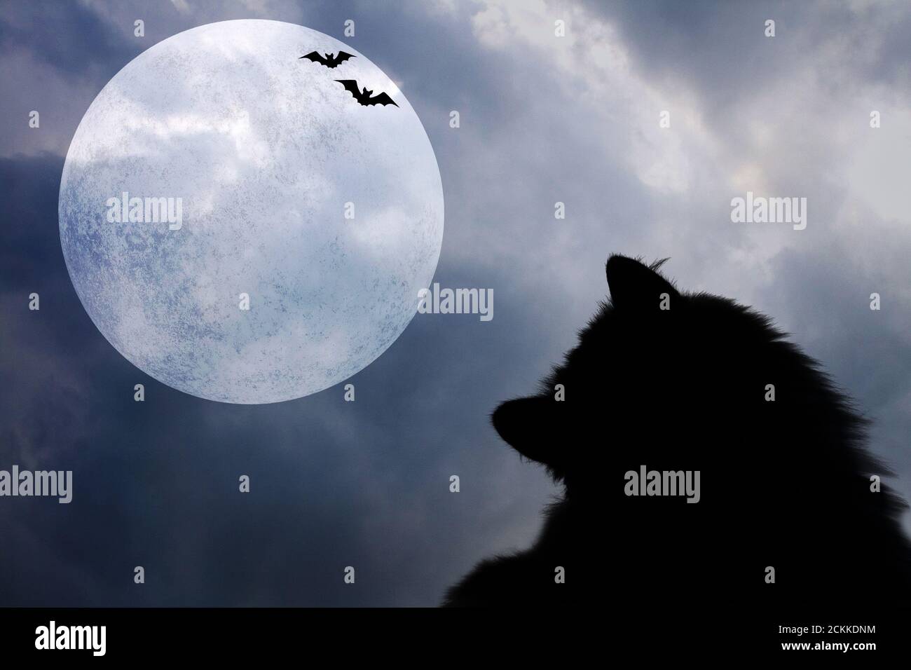 Halloween horizontal background with silhouettes of black cat, bats and ...