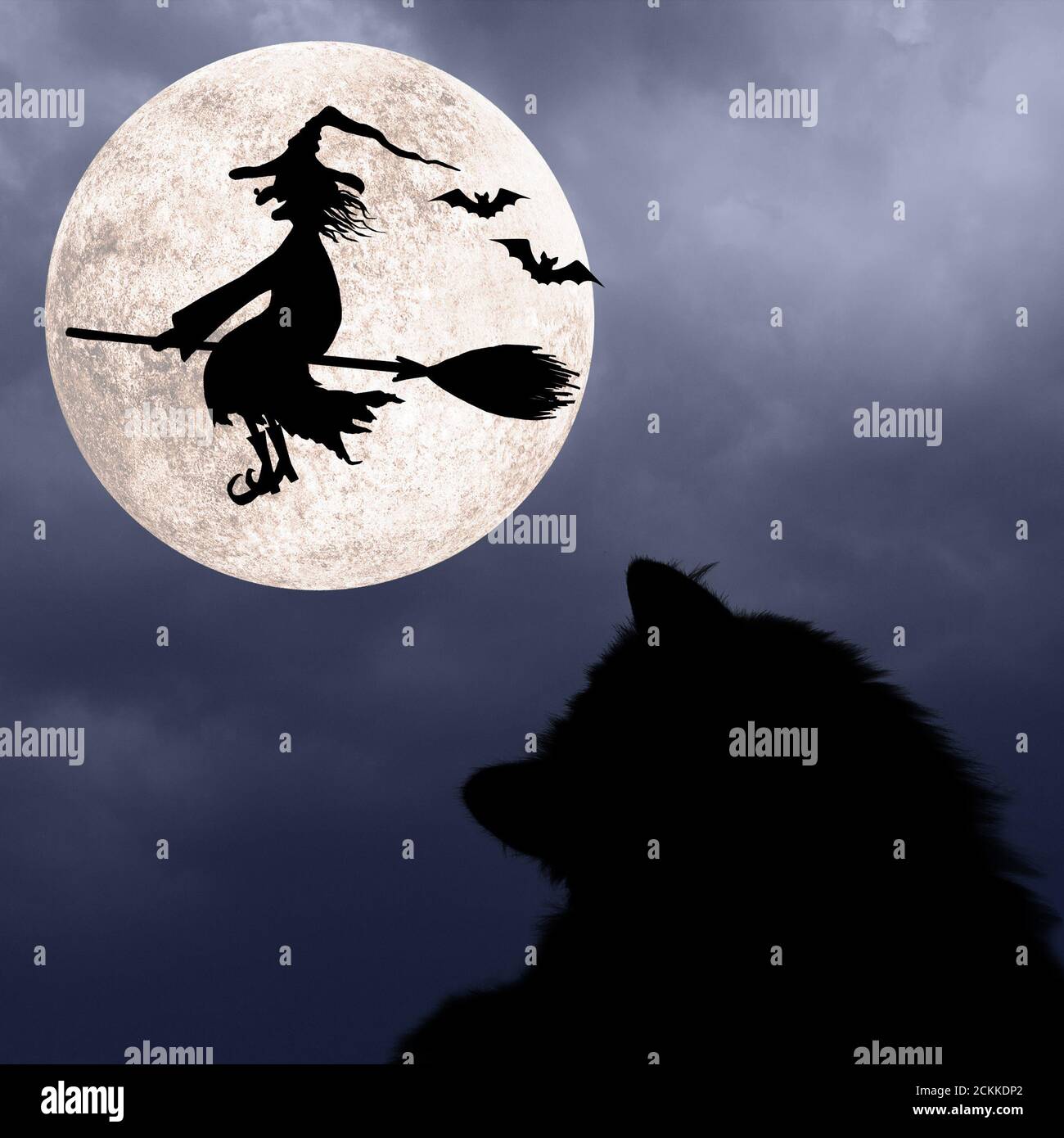 Halloween square background with silhouettes of black cat, bats, full moon and smiling wicked witch flying on broomstick with hat with a wart on the n Stock Photo