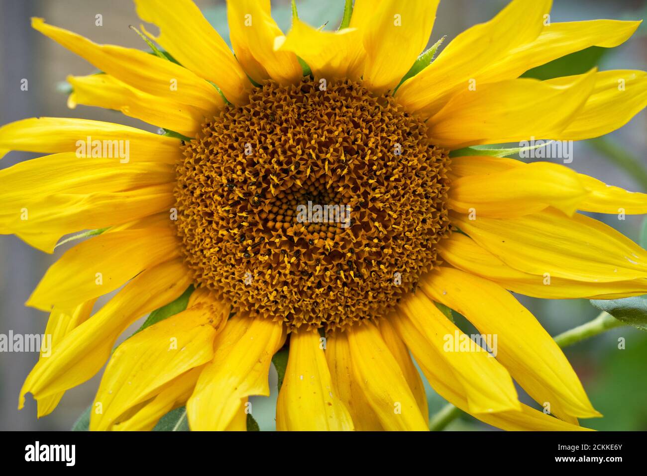 Close up of the flower head of a large yellow Helianthus sunflower in full bloom Stock Photo