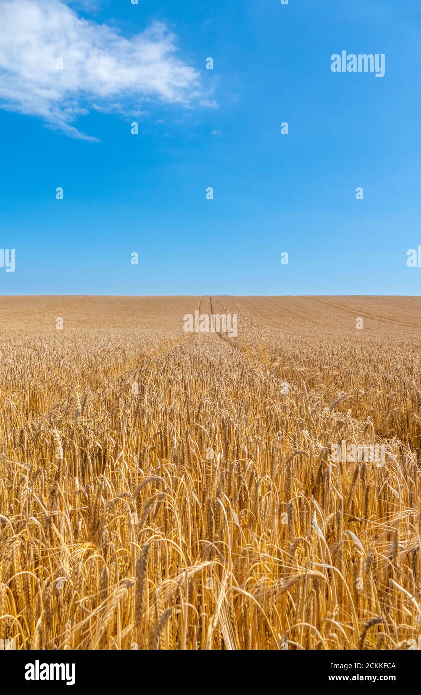 Field of golden corn ready for harvest. Stock Photo