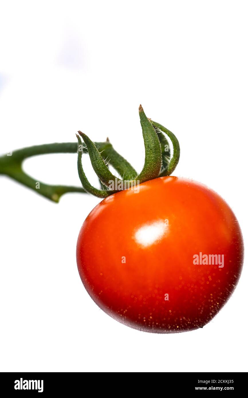 Homegrown Cherry Tomatoes 'Gardeners Ectstay' against a white background. Stock Photo