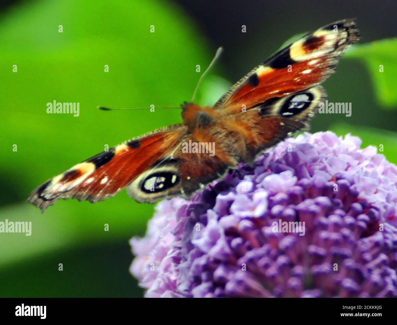 Peacock butterfly on buddlea hi-res stock photography and images - Alamy