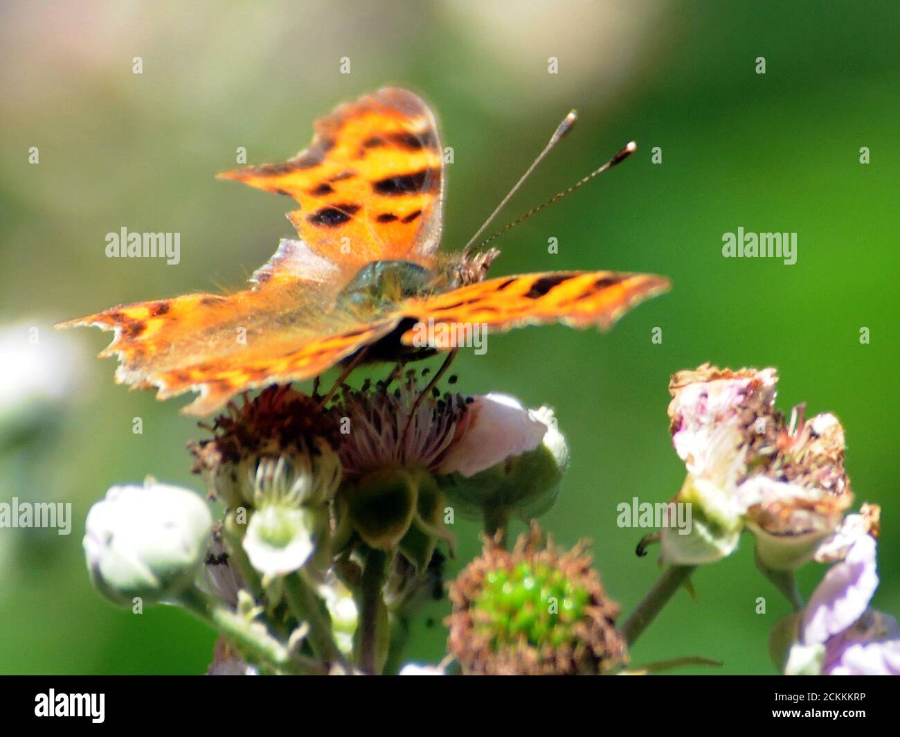 COMMA BUTTERFLY Stock Photo