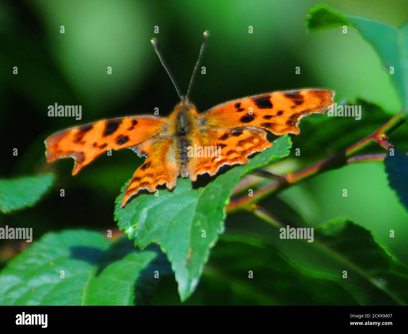 COMMA BUTTERFLY Stock Photo