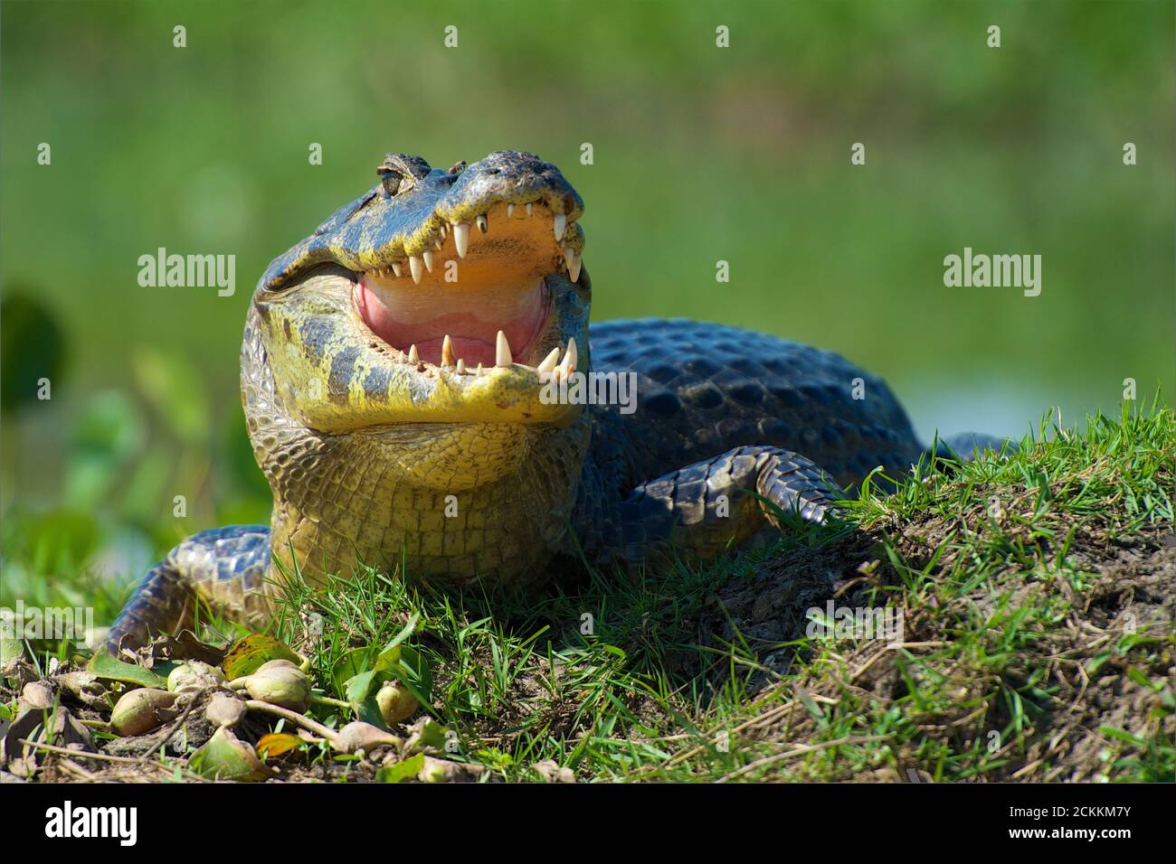 Cayman, crocodile, Pantanal, Brazil Stock Photo