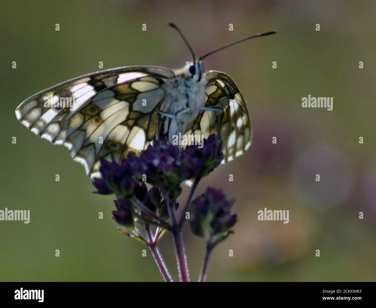 MARBLED WHITE BUTTERFLY Stock Photo