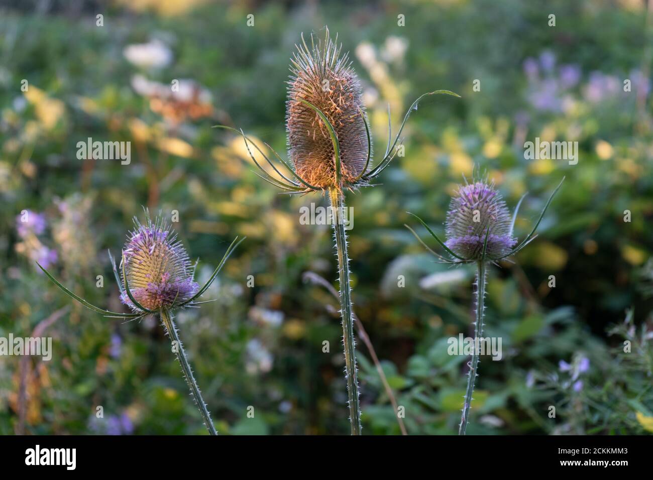 Three beautiful pink and purple wild teasels in sunlit meadow landscape at dusk at summer time Stock Photo