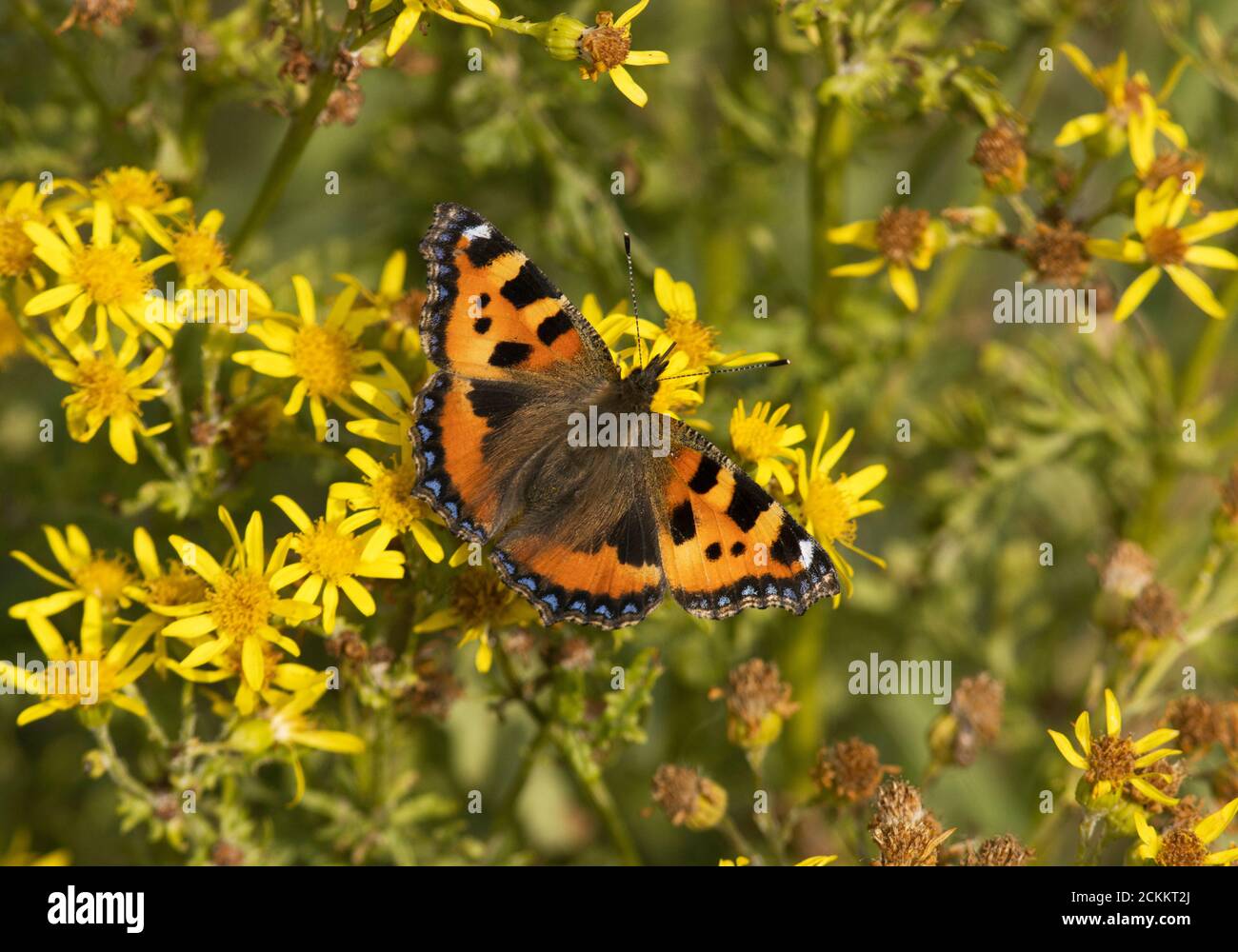Late summer sees a profusion in many species of UK butterflies and the ...
