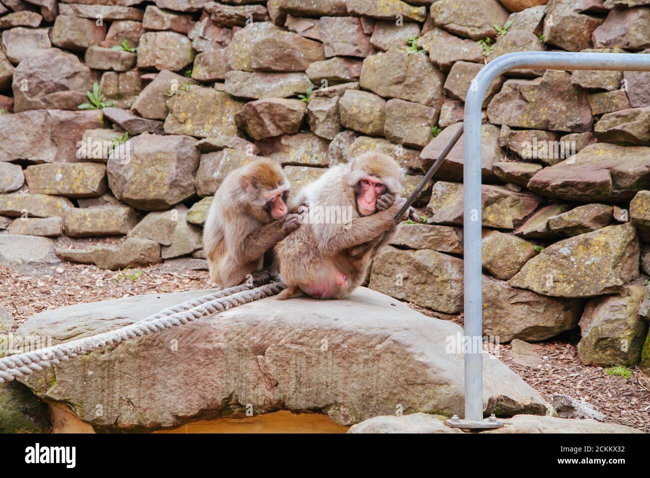 Launceston City Park Monkey Enclosure Tasmania Australia Stock Photo