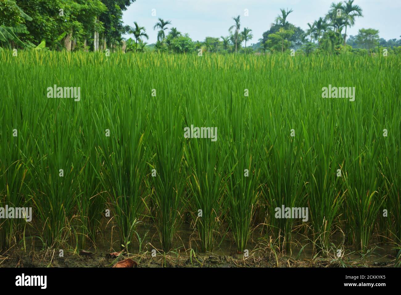 Close up of small paddy, rice plants growing with green long leaves, selective focusing Stock Photo