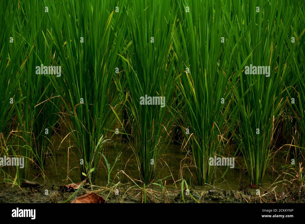Close up of small paddy, rice plants growing with green long leaves, selective focusing Stock Photo