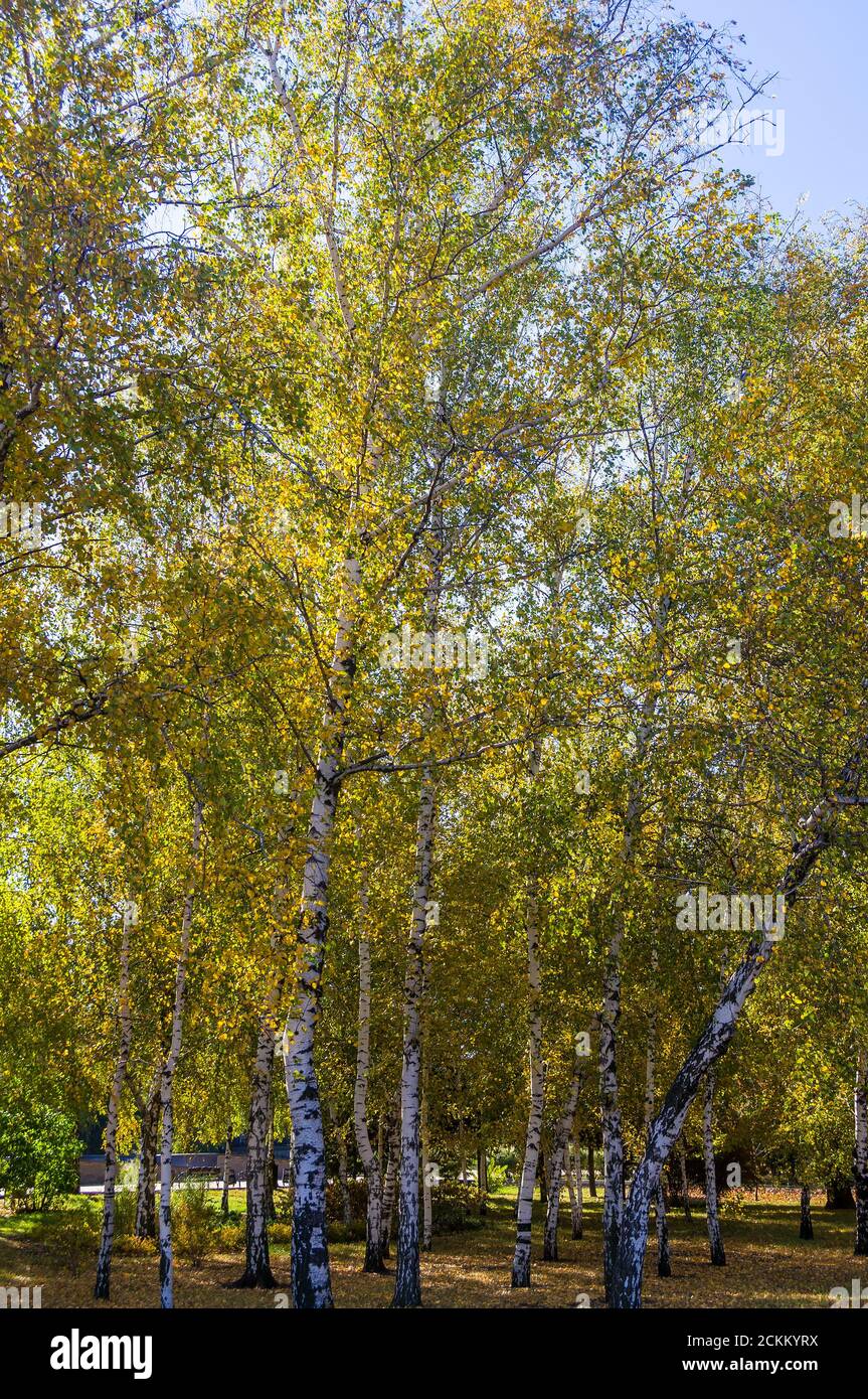 Autumn urban landscape on a Sunny day - yellow autumn trees in the Park ...