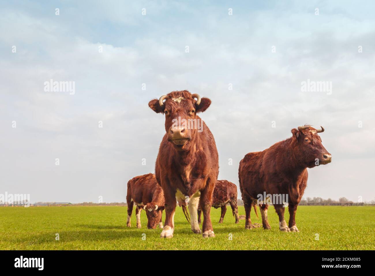 Group of four brown Dutch cows in summer on fresh green grass Stock ...