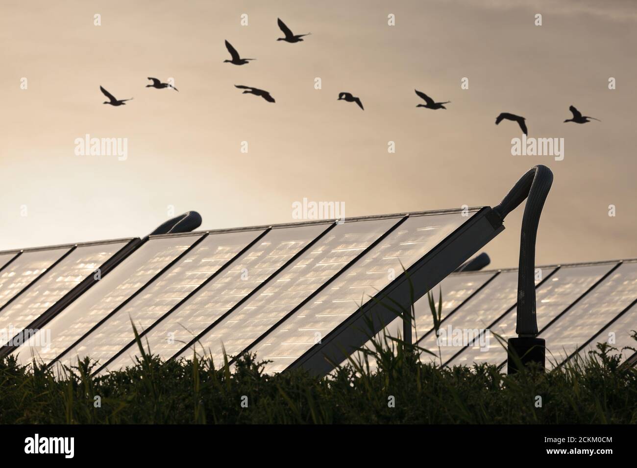 Large group of Solar water heating systems with geese flying by Stock Photo