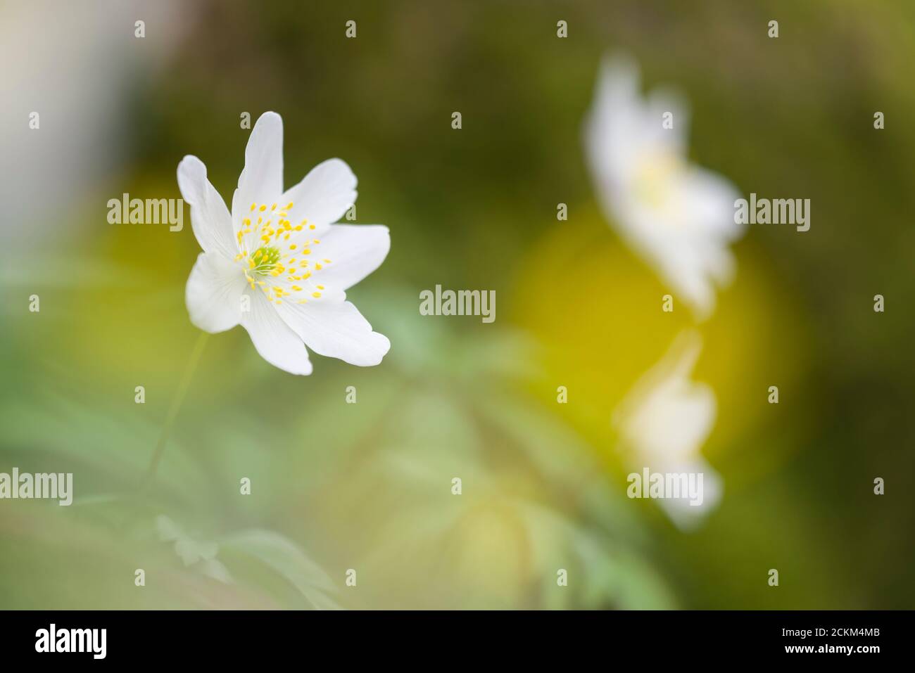 Wood Anemone (Anemone nemorosa) flowers in an English woodland in