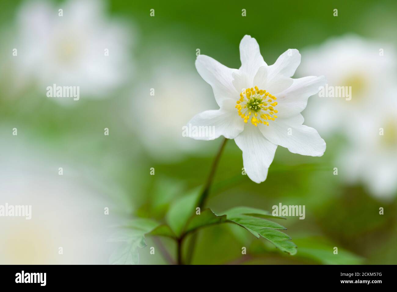 Wood Anemone (Anemone nemorosa) flowers in an English woodland in springtime. Also known as Smell Fox, Thimbleweed or Windflower. Stock Photo